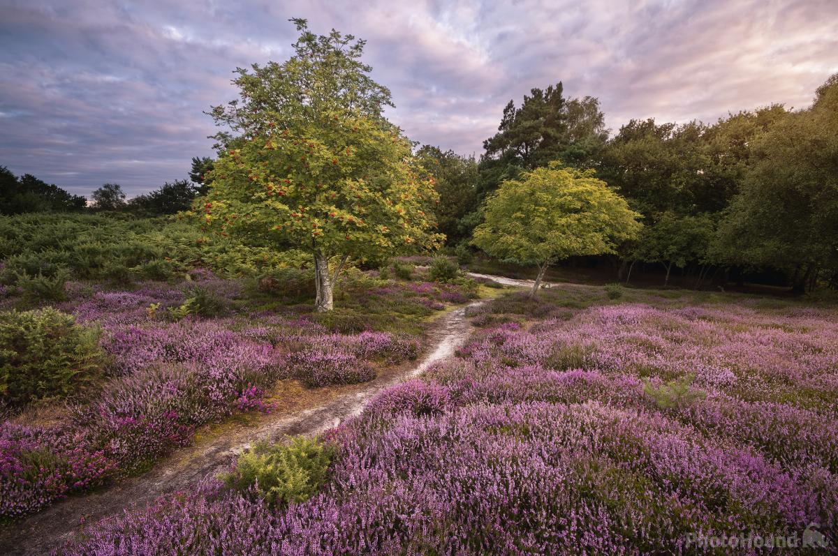 Image of Arne nature reserve by Chris Frost