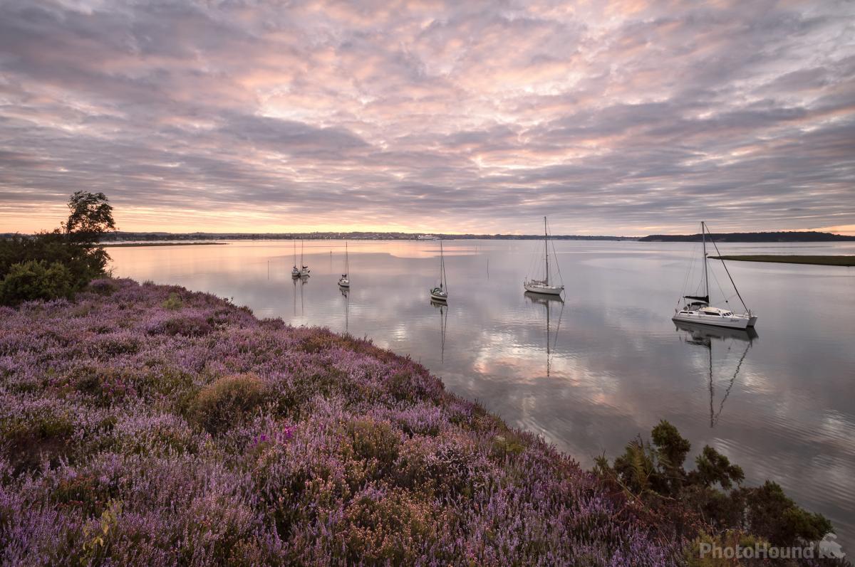 Image of Arne nature reserve by Chris Frost