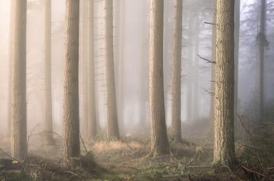 photography spots in Dorset -   Puddletown Forest