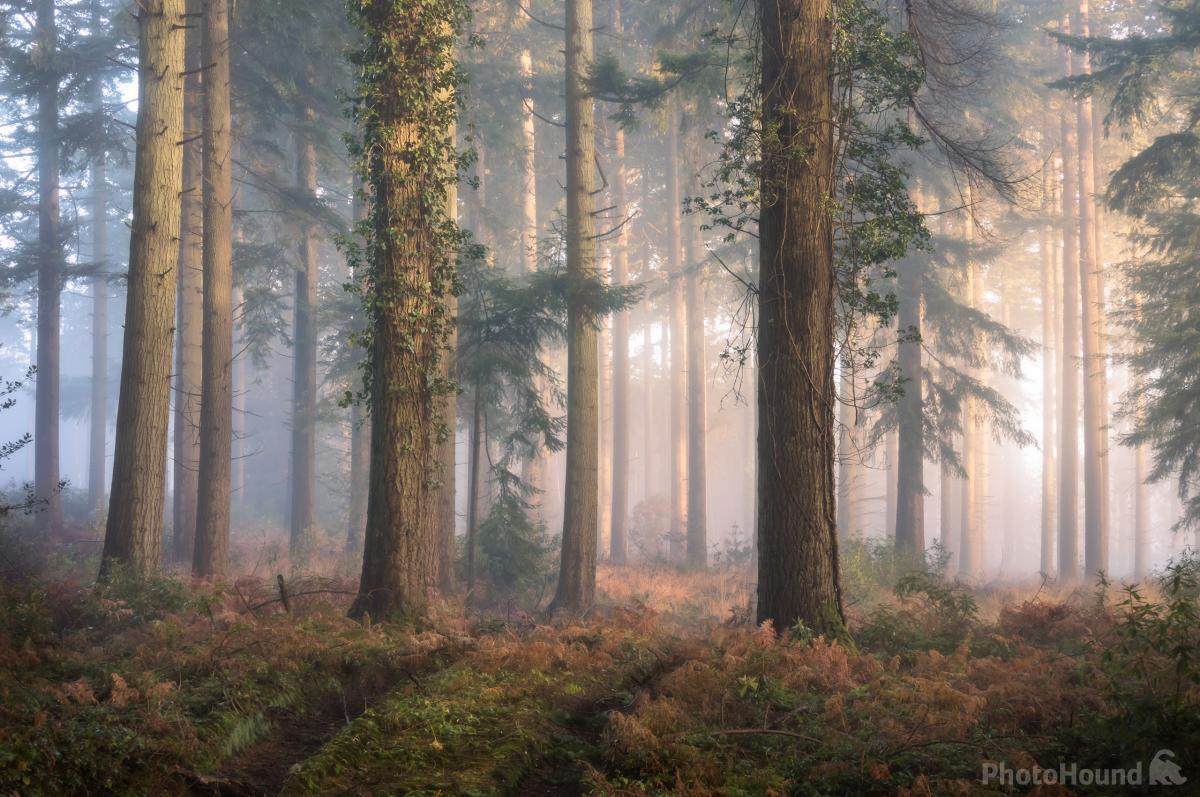Image of   Puddletown Forest by Chris Frost
