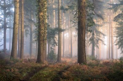 images of Dorset -   Puddletown Forest