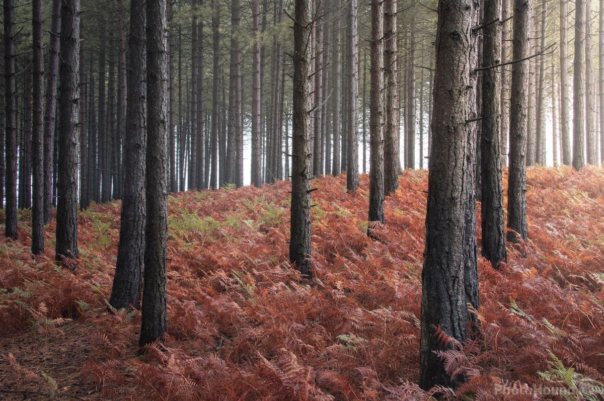 Image of Wareham Forest by Chris Frost
