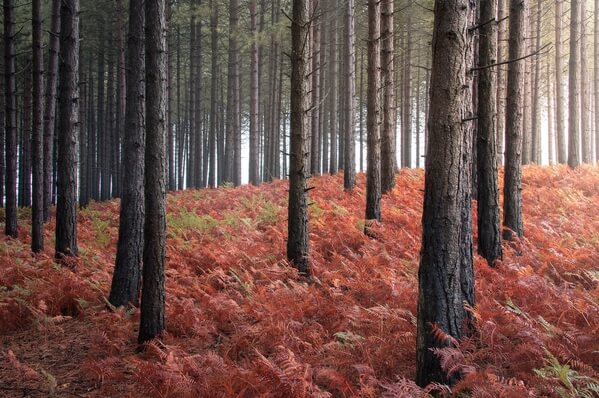 Wareham Forest