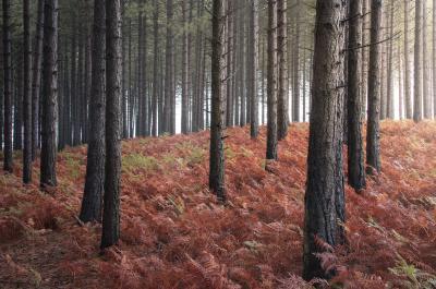 pictures of Dorset - Wareham Forest