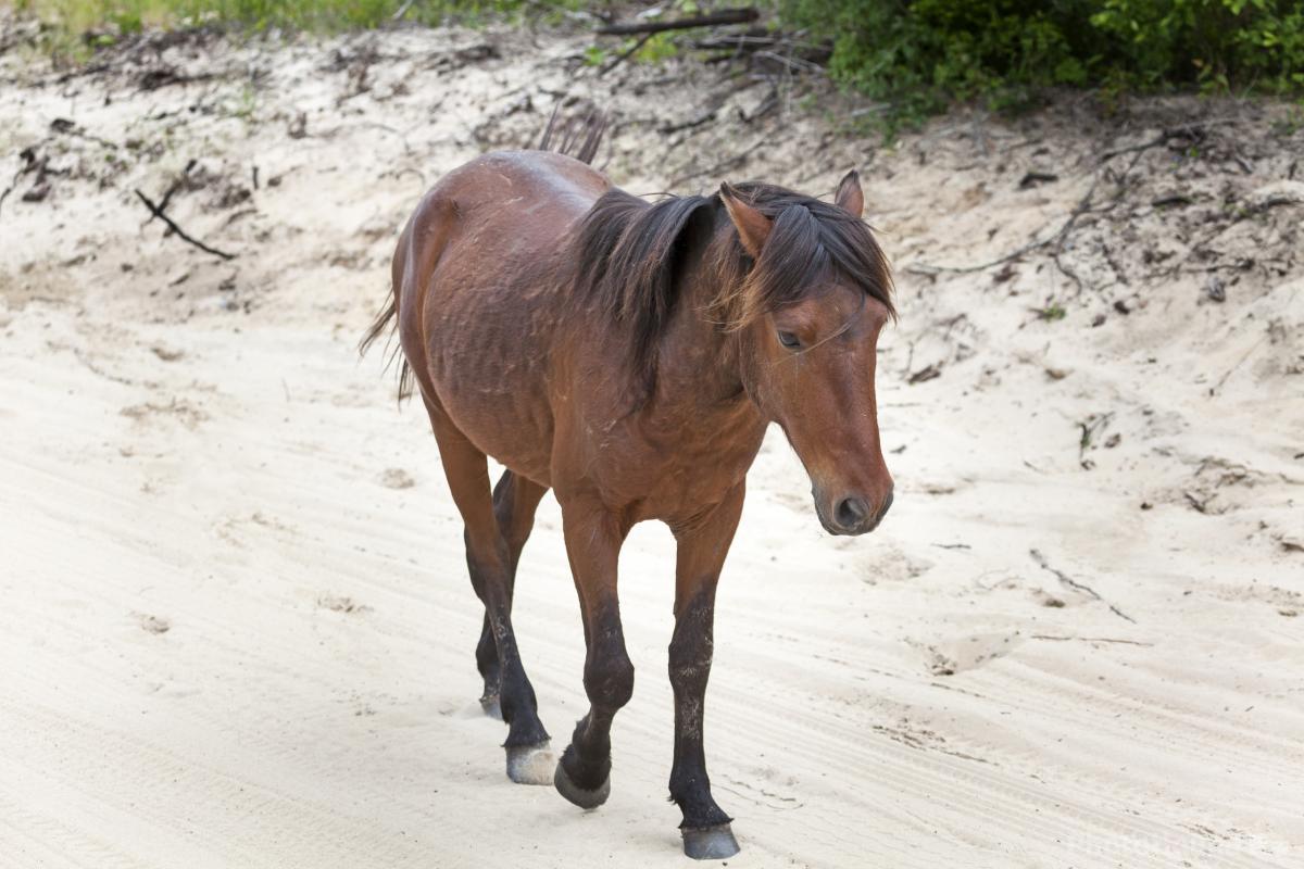 Image of Wild Horses of the Currituck Outer Banks by T. Kirkendall and V. Spring