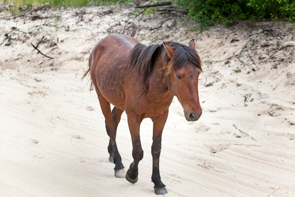 Wild Horses of the Currituck Outer Banks
