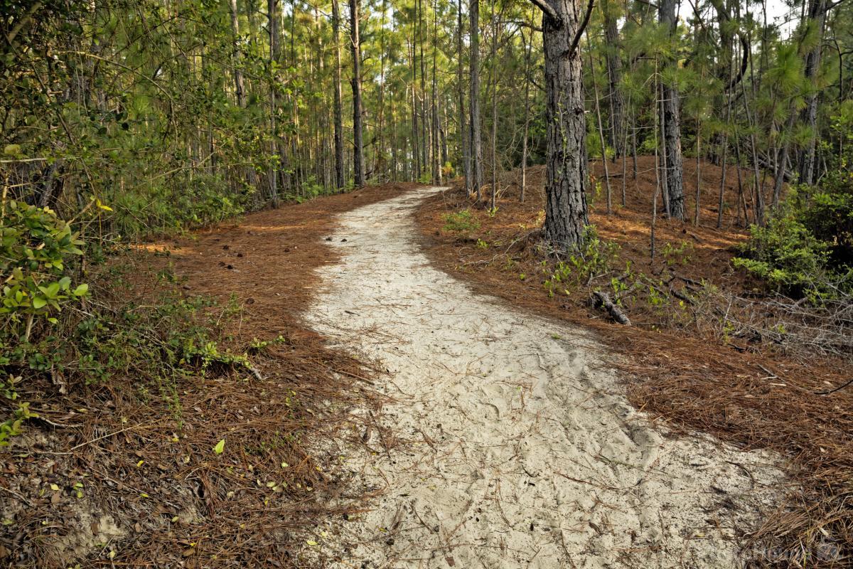 Image of Hammock Hills Nature Trail by T. Kirkendall and V. Spring