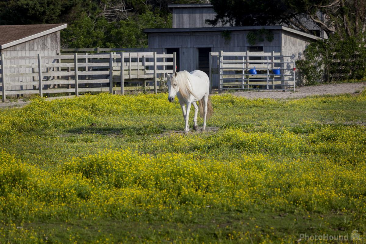 Image of Ocracoke Pony Pen by T. Kirkendall and V. Spring