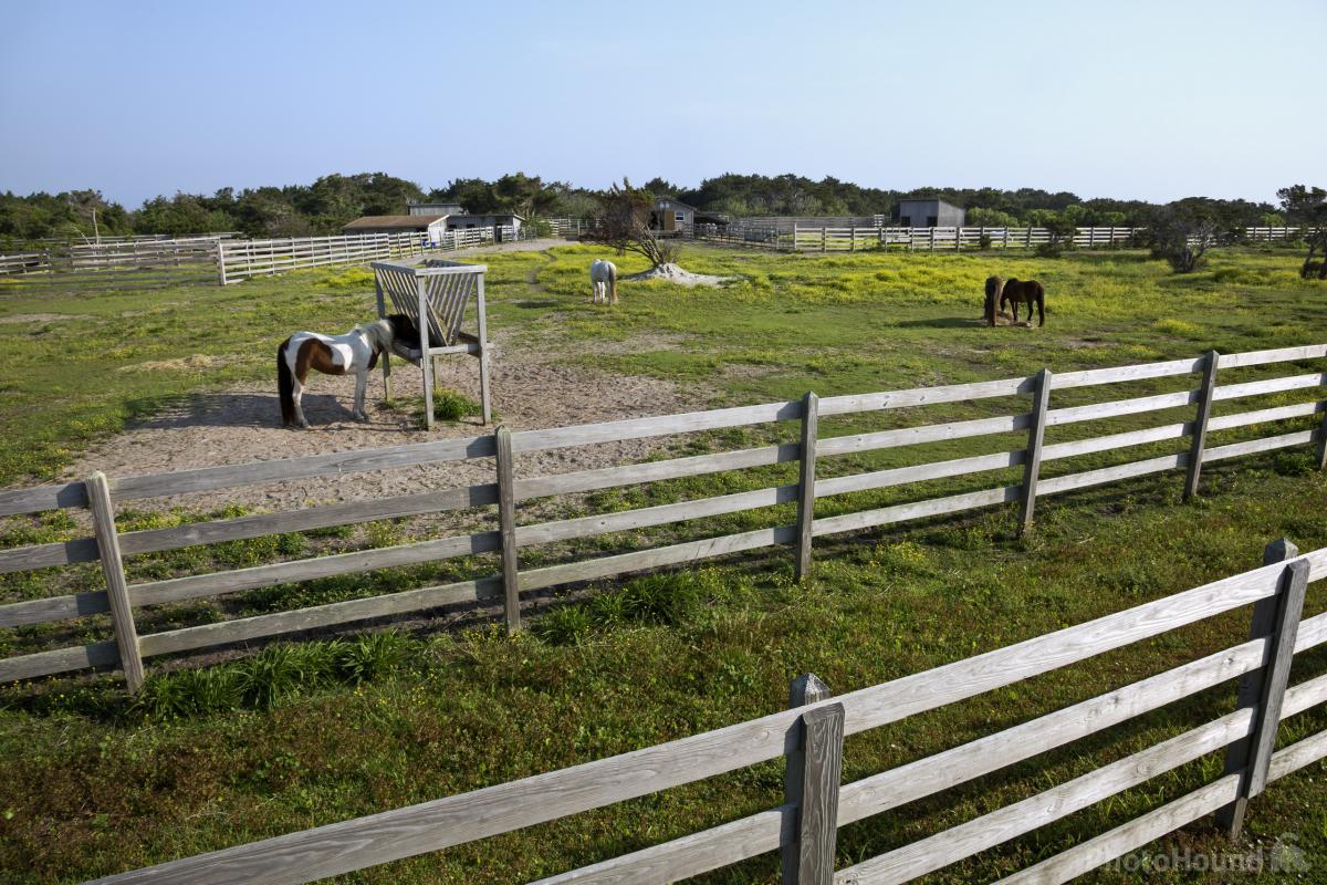 Image of Ocracoke Pony Pen by T. Kirkendall and V. Spring