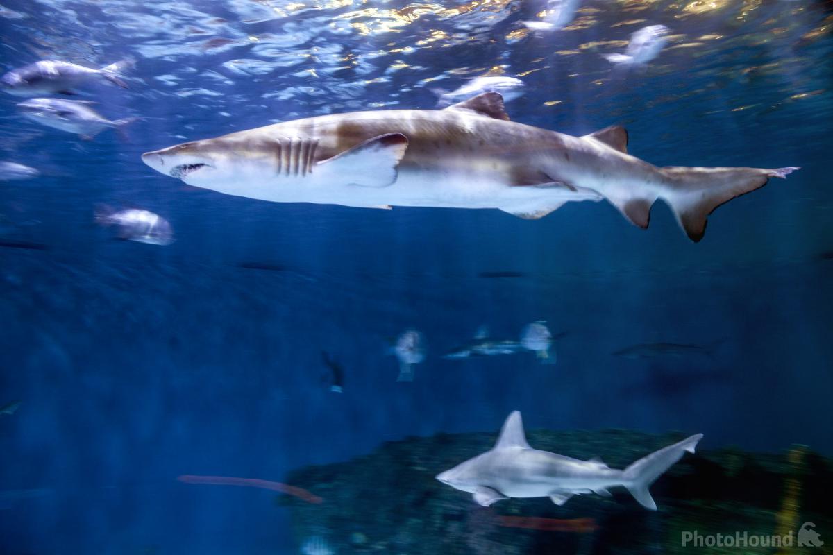 Image of North Carolina Aquarium on Roanoke Island by T. Kirkendall and V. Spring