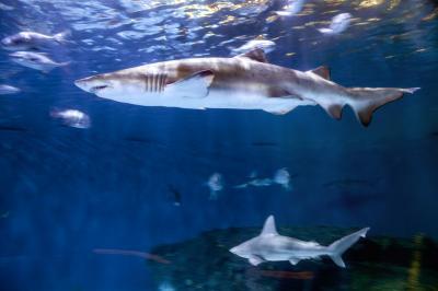 Manteo instagram spots - North Carolina Aquarium on Roanoke Island