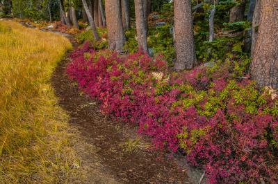  Autumn color, Siesta Lake