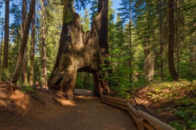 United States photos - Tuolumne Grove