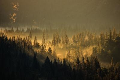 Trees in fog, Tunnel View