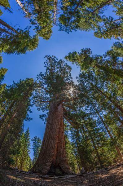 photo locations in California - Mariposa Grove 