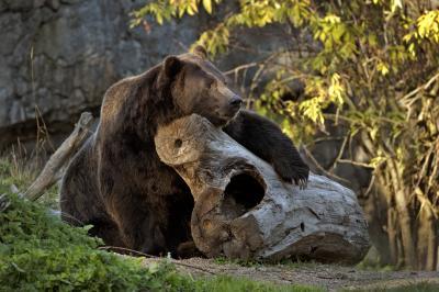 photo spots in Seattle - Woodland Park Zoo
