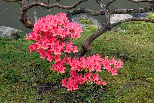 Washington Park Arboretum