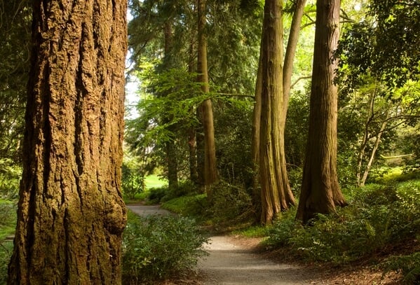 Washington Park Arboretum