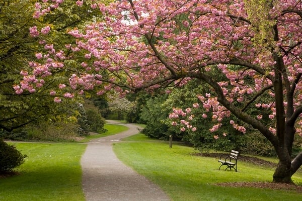 Washington Park Arboretum