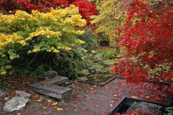 Washington Park Arboretum