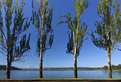 pictures of Seattle - Seward Park