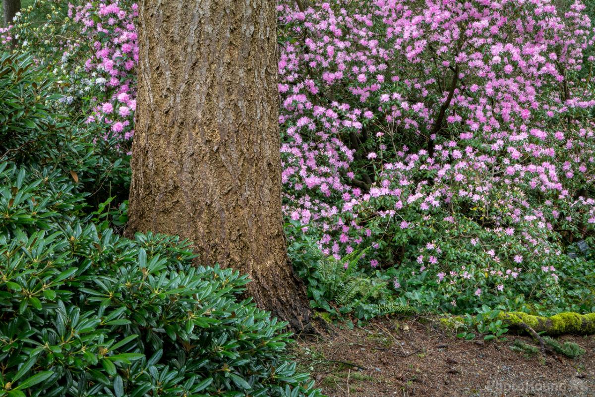 Image of Rhododendron Species Garden by Joe Becker