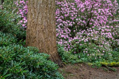 photos of Puget Sound - Rhododendron Species Garden