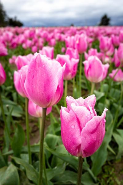 photography spots in Puget Sound - Tulip Town