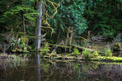 pictures of Puget Sound - Stimpson Family Nature Preserve