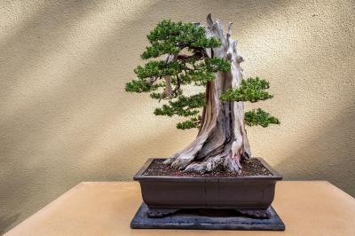 pictures of Puget Sound - Pacific Bonsai Museum