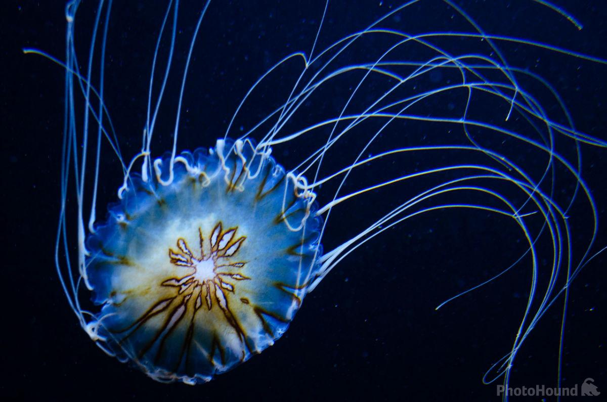 Image of Aquarium by Fabian Pfitzinger