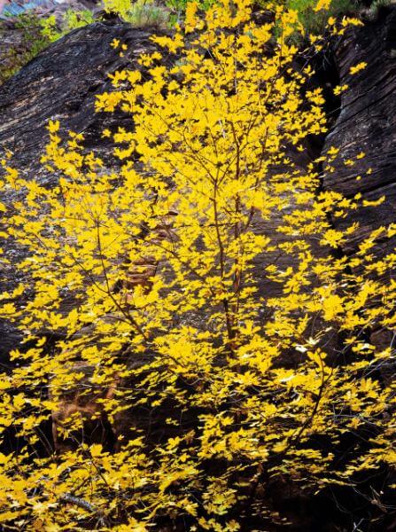 Zion National Park photography spots - Hidden Canyon