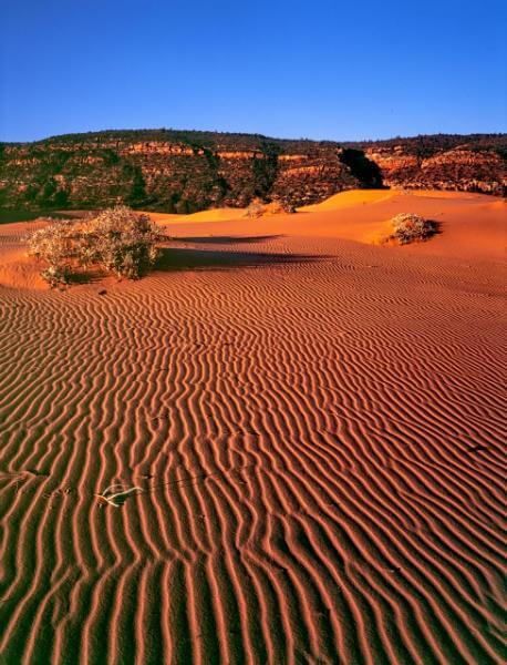 photos of Zion National Park & Surroundings - Coral Pink Sand Dunes 