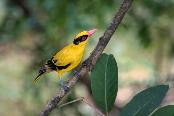 images of Malaysia - KL Bird Park