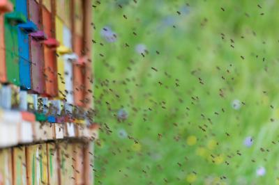 Radovljica photography spots - Kralov med beehives