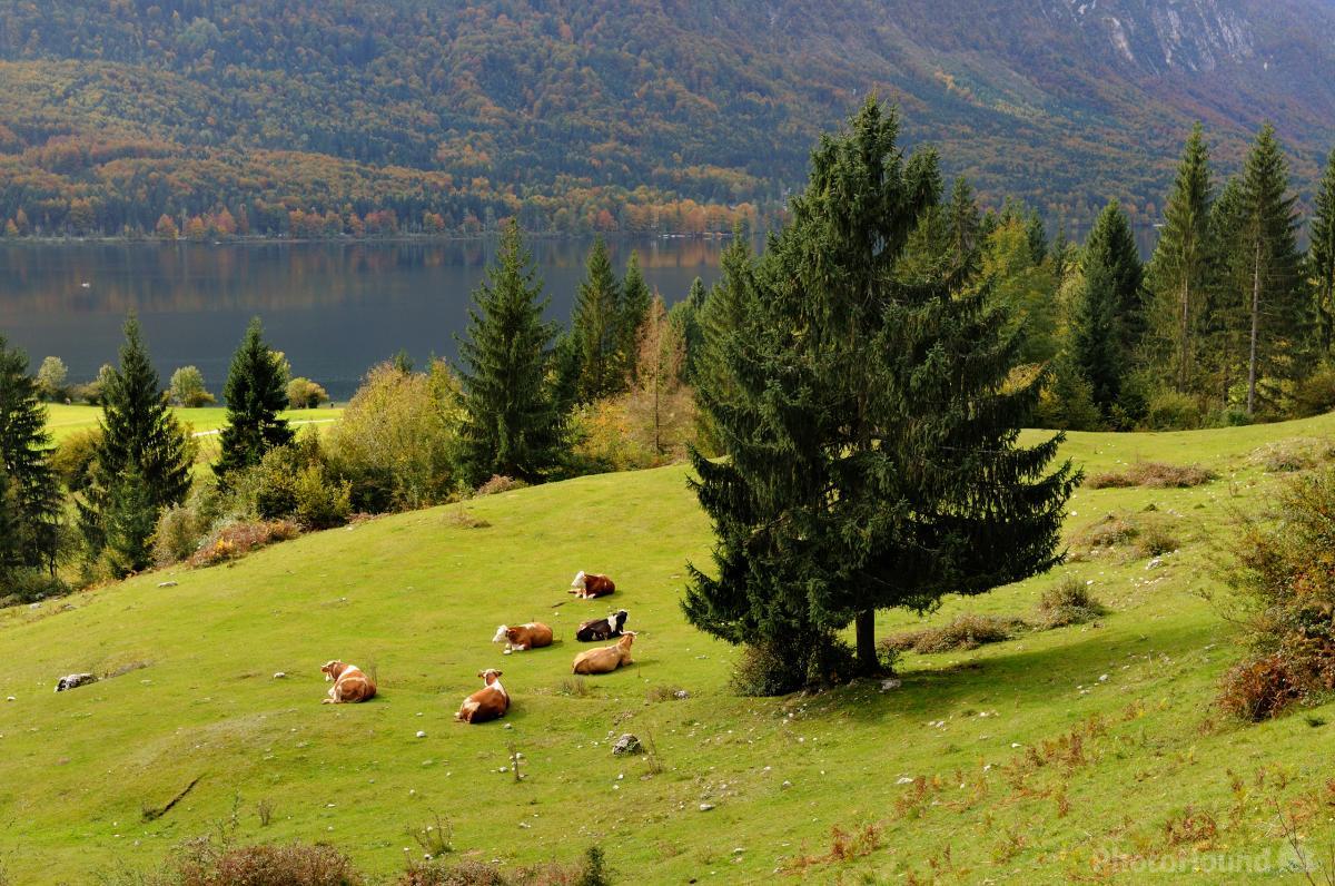 Image of Stara Fužina Pasture by Luka Esenko