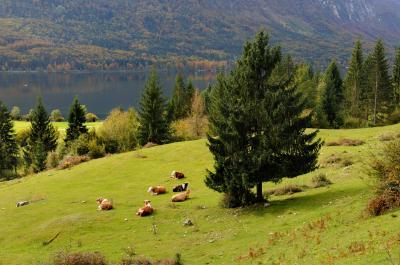 images of Lakes Bled & Bohinj - Stara Fužina Pasture