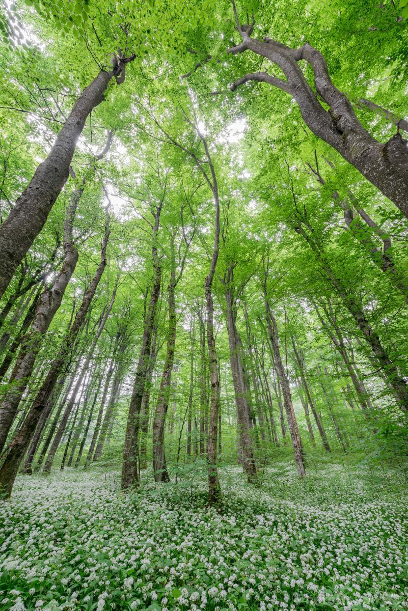 Image of Beechwood Forest by Luka Esenko
